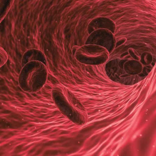 PDSA ITP Boys Portrait